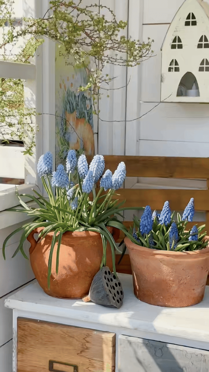 Tết 2026, chị em rủ nhau chơi loài hoa tí hon: Nhẹ tiền, dễ chăm, chưng trong nhà sang hẳn- Ảnh 2.