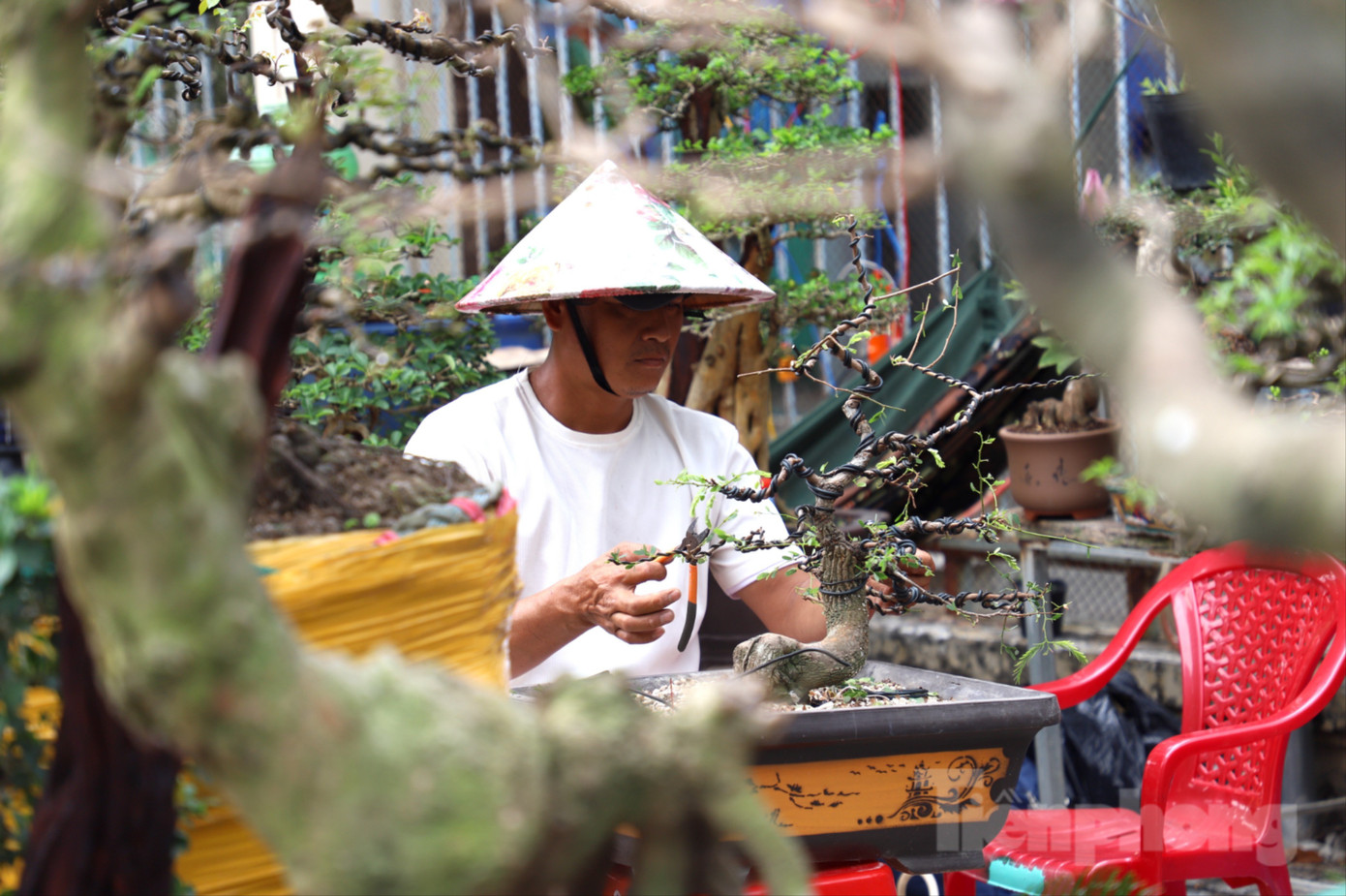 Cây mai trăm tuổi giá hơn 3 tỷ đồng ở An Giang- Ảnh 9.