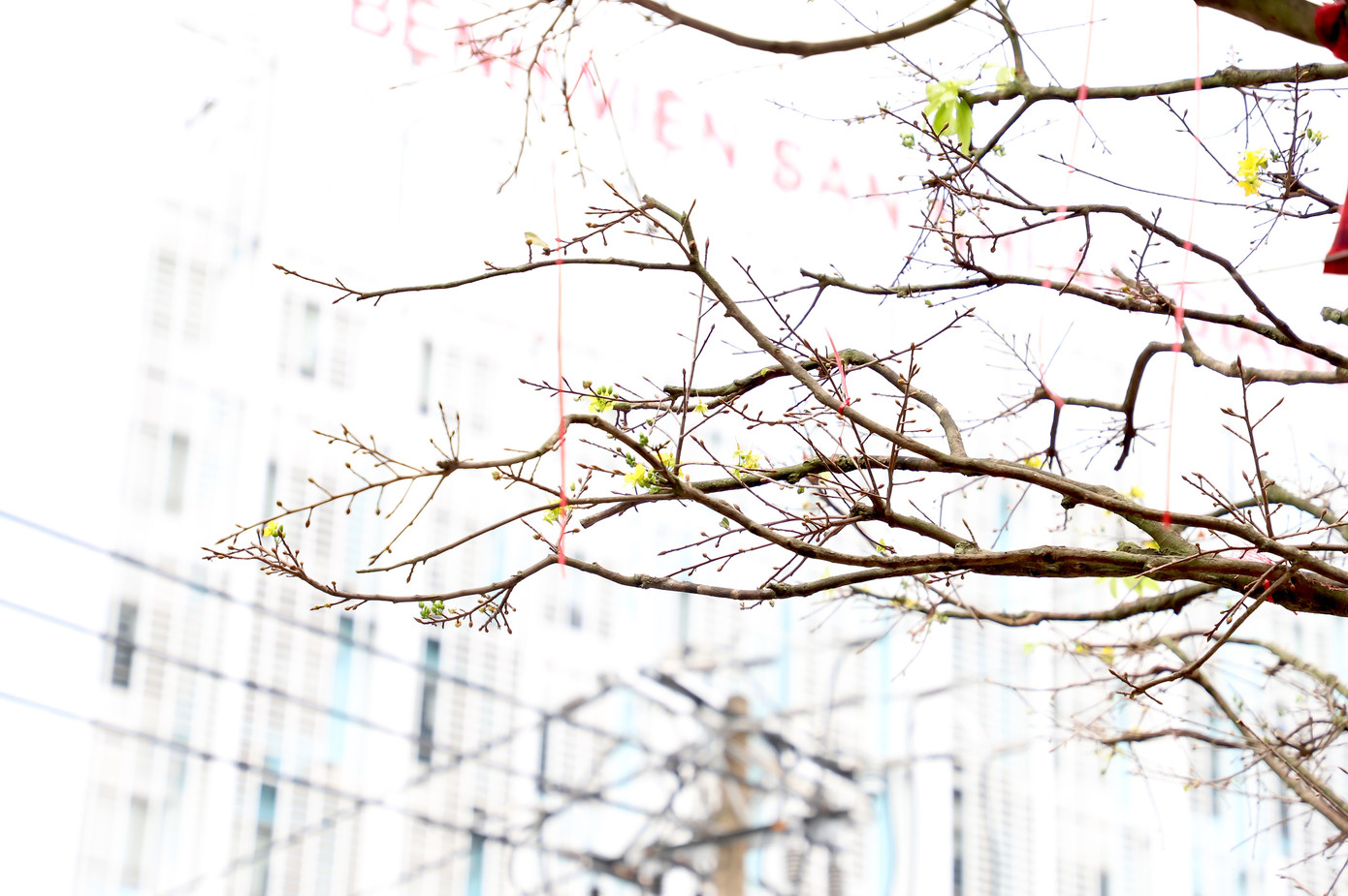 Cây mai trăm tuổi giá hơn 3 tỷ đồng ở An Giang- Ảnh 3.