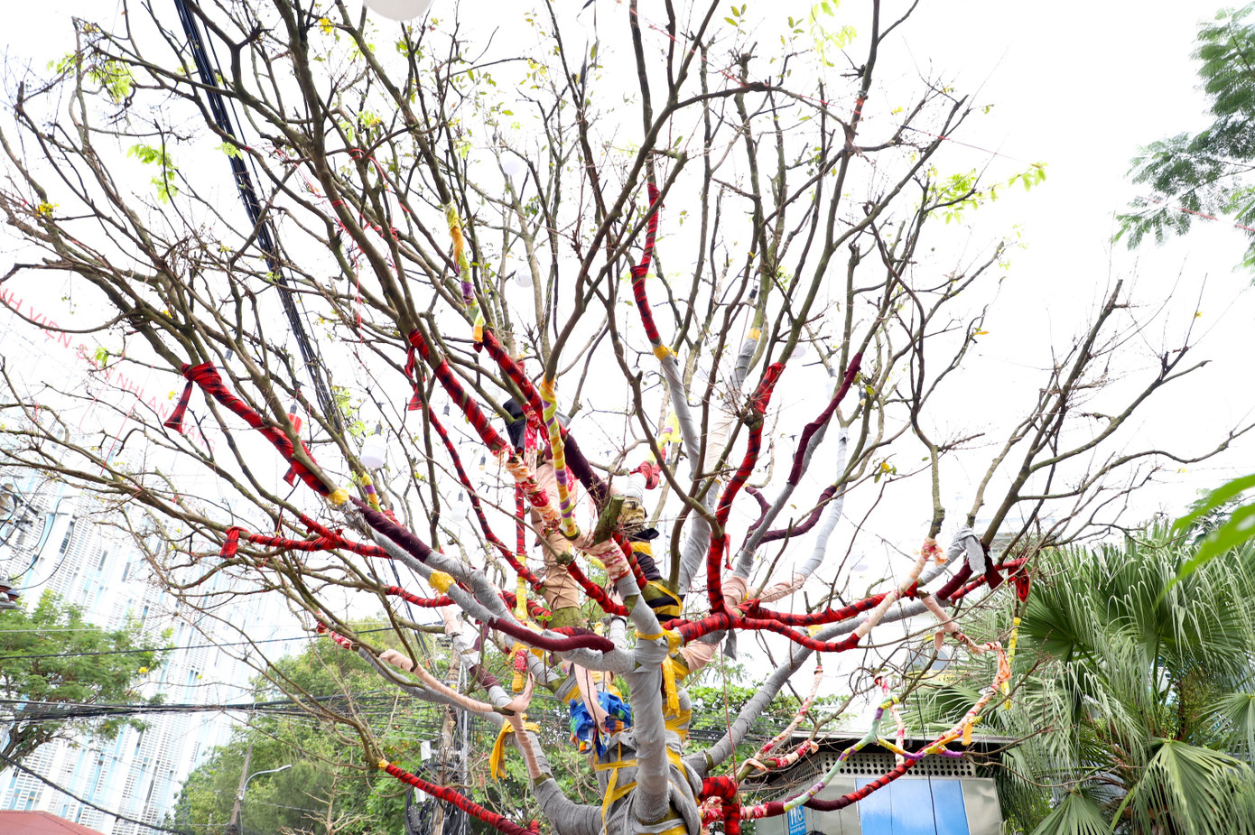 Cây mai trăm tuổi giá hơn 3 tỷ đồng ở An Giang- Ảnh 4.