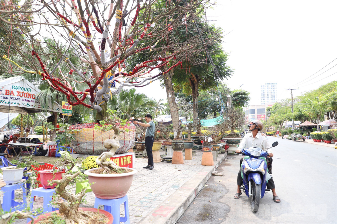 Cây mai trăm tuổi giá hơn 3 tỷ đồng ở An Giang- Ảnh 5.