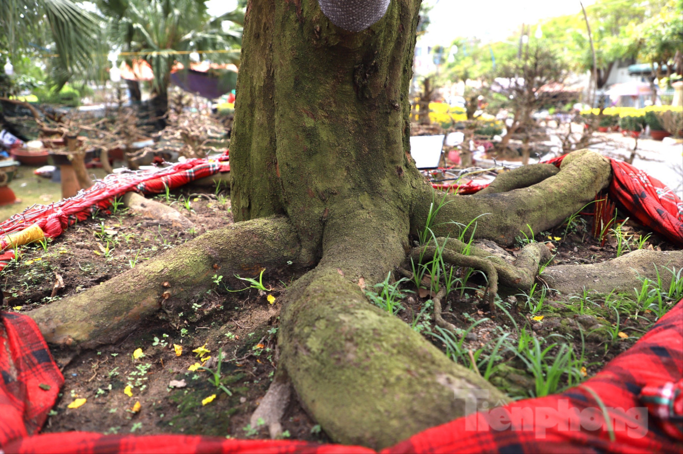 Cây mai trăm tuổi giá hơn 3 tỷ đồng ở An Giang- Ảnh 7.