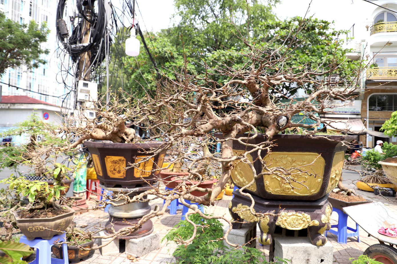 Cây mai trăm tuổi giá hơn 3 tỷ đồng ở An Giang- Ảnh 8.