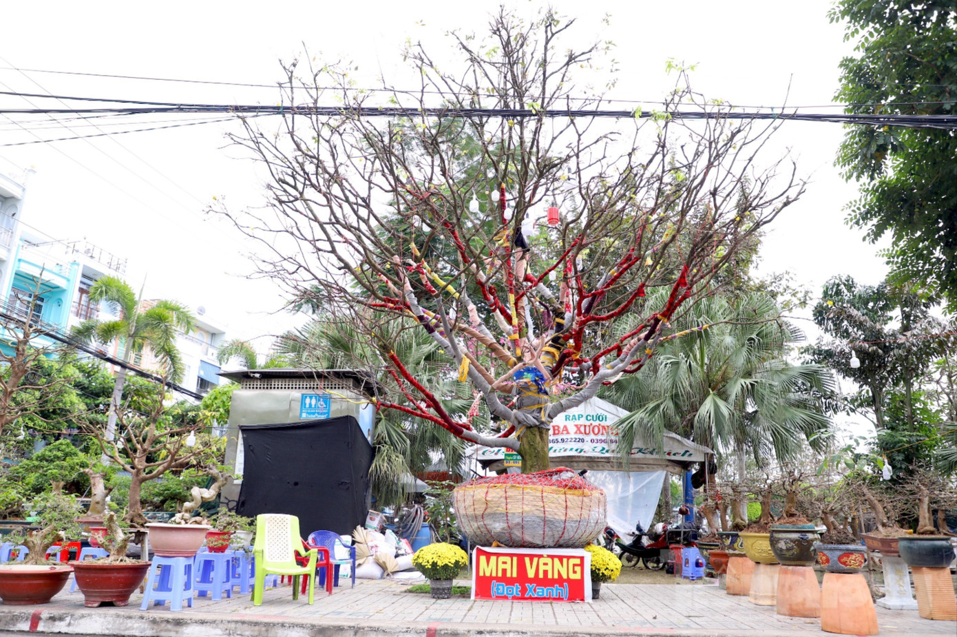 Cây mai trăm tuổi giá hơn 3 tỷ đồng ở An Giang- Ảnh 1.