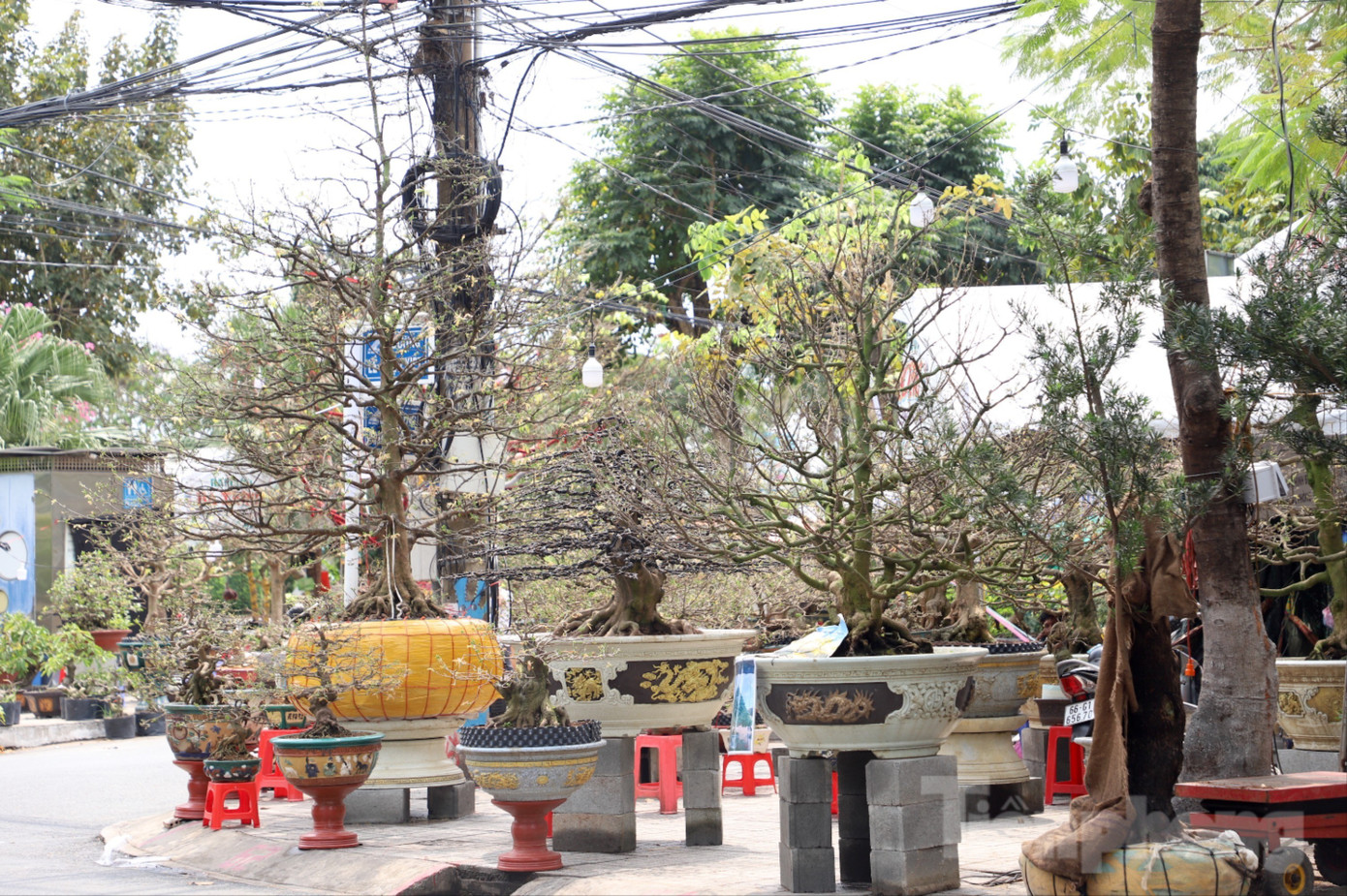 Cây mai trăm tuổi giá hơn 3 tỷ đồng ở An Giang- Ảnh 10.