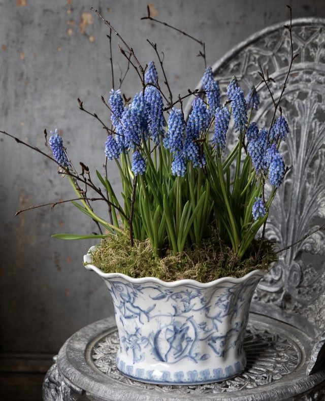 Tết 2026, chị em rủ nhau chơi loài hoa tí hon: Nhẹ tiền, dễ chăm, chưng trong nhà sang hẳn- Ảnh 3.