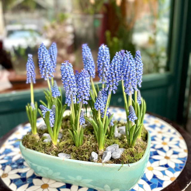 Tết 2026, chị em rủ nhau chơi loài hoa tí hon: Nhẹ tiền, dễ chăm, chưng trong nhà sang hẳn- Ảnh 1.