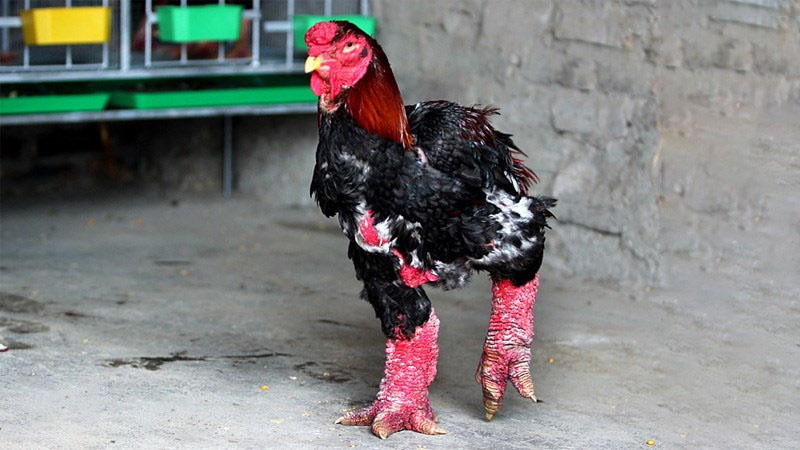 Chọn gà ăn Tết mà chưa thử 7 giống này thì phí cả đời: Thịt thơm, da giòn, cúng xong ai ăn cũng tấm tắc- Ảnh 1.