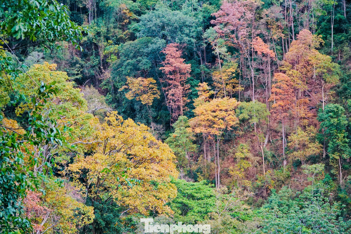 'Tuyệt đối điện ảnh' bằng lăng Măng Đen mùa thay lá- Ảnh 9.