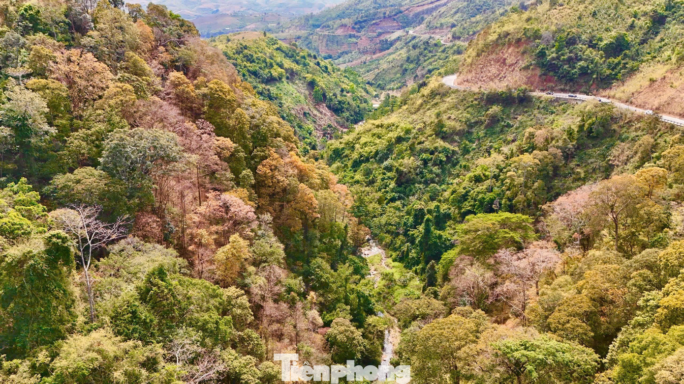 'Tuyệt đối điện ảnh' bằng lăng Măng Đen mùa thay lá- Ảnh 3.