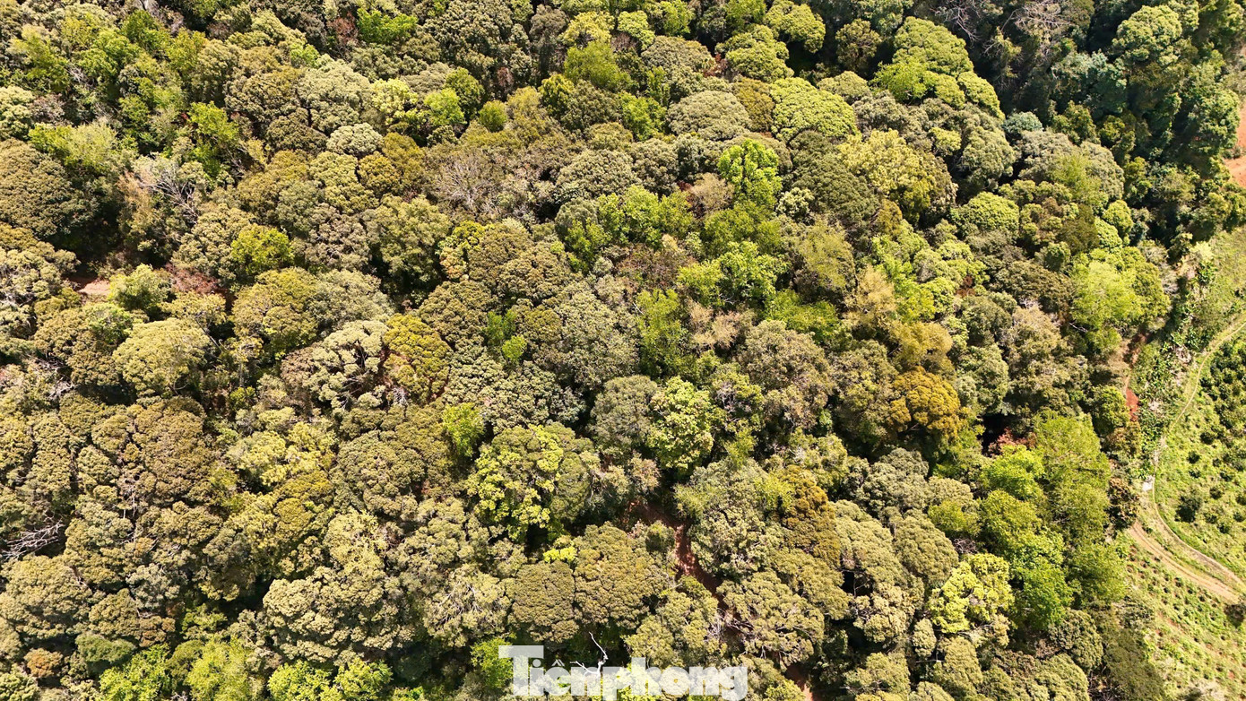 'Tuyệt đối điện ảnh' bằng lăng Măng Đen mùa thay lá- Ảnh 2.