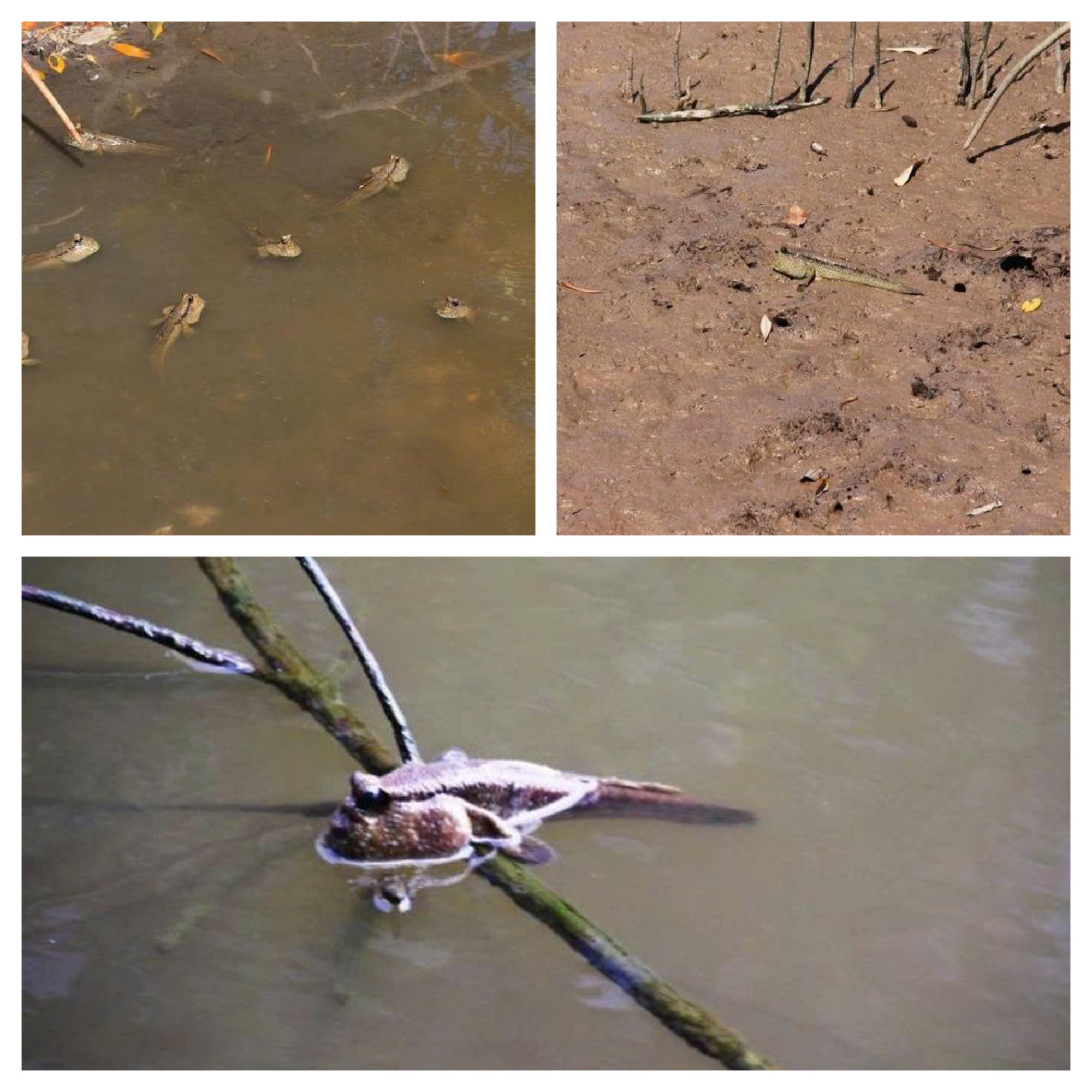 Cận Tết, khô loài cá biết leo cây giá 600.000 đồng/kg - Ảnh 2.