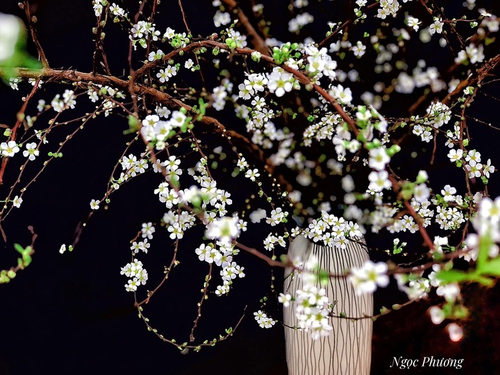 Bí quyết chăm sóc tuyết mai ra hoa đúng Tết Nguyên đán- Ảnh 4.