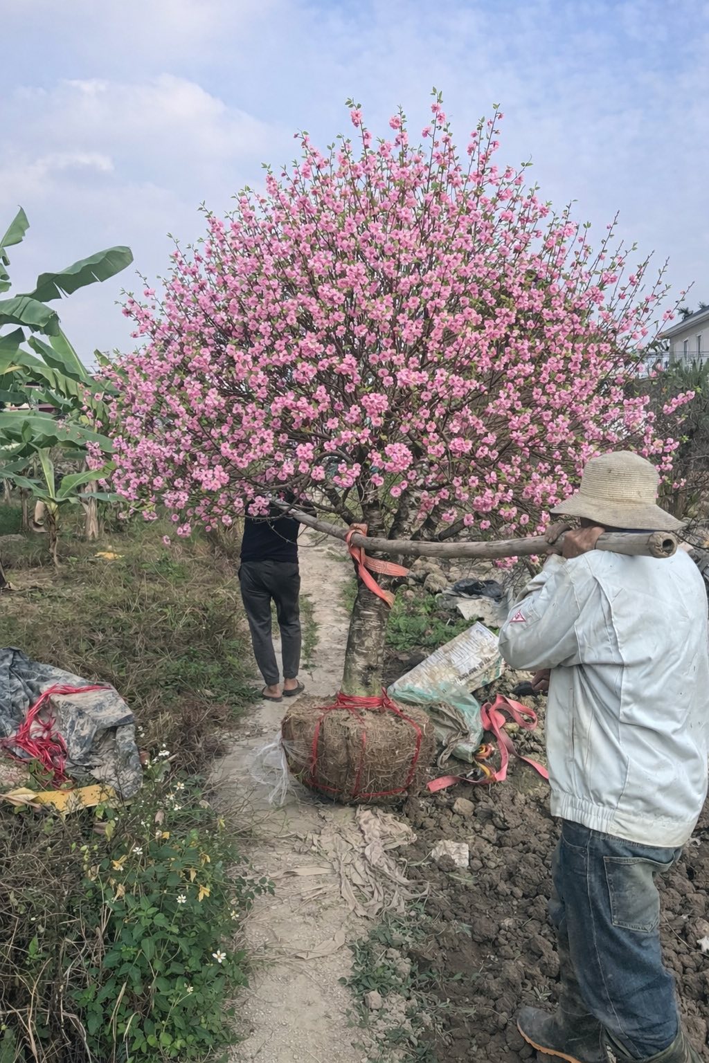 Bi hài chuyện chơi đào Tết khiến 1 người rơi lệ, vạn người xôn xao- Ảnh 2.