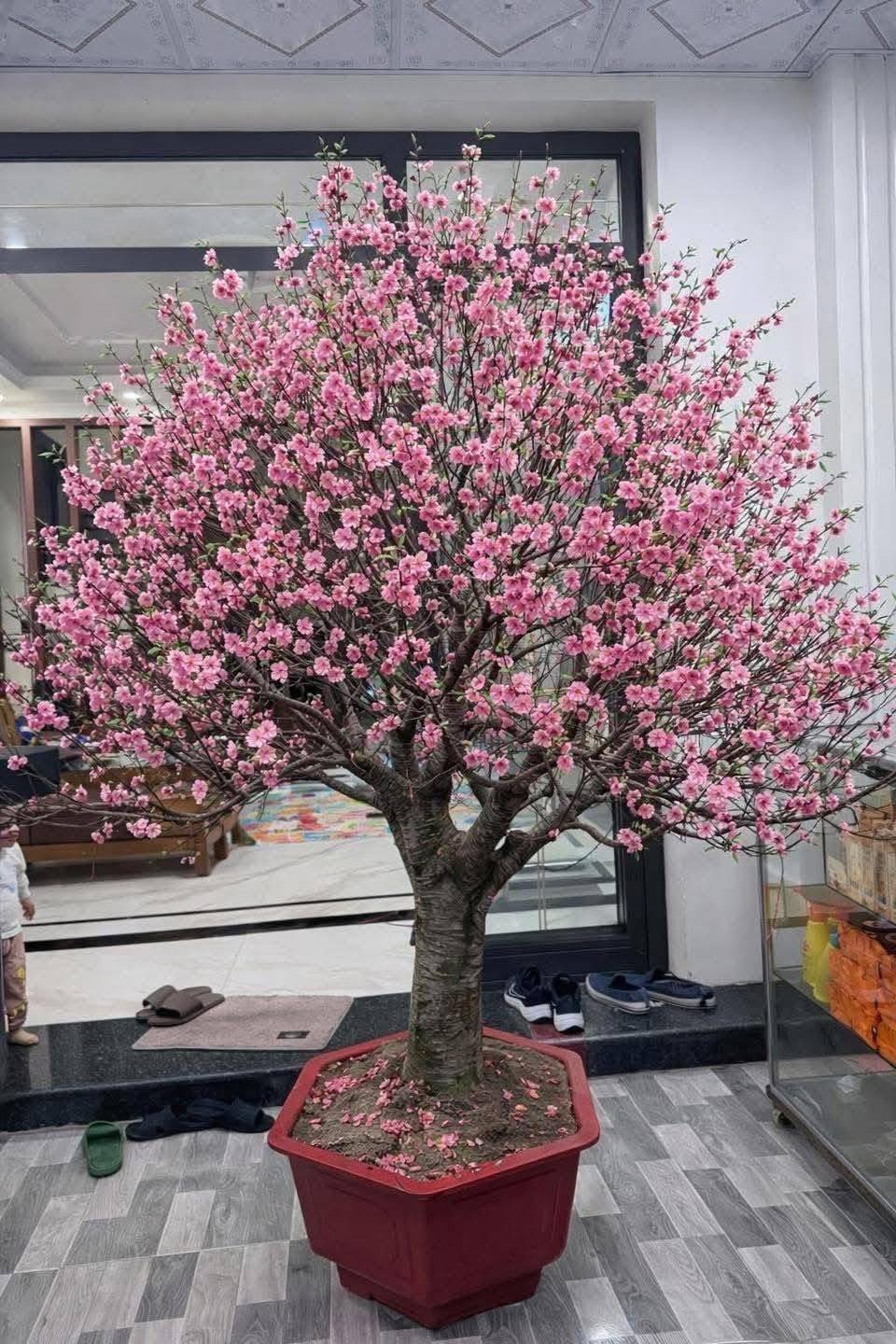 Bi hài chuyện chơi đào Tết khiến 1 người rơi lệ, vạn người xôn xao- Ảnh 3.