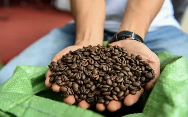 Giá cà phê lùi về vùng thấp nhất trong vòng 6 tháng - Ảnh 1.