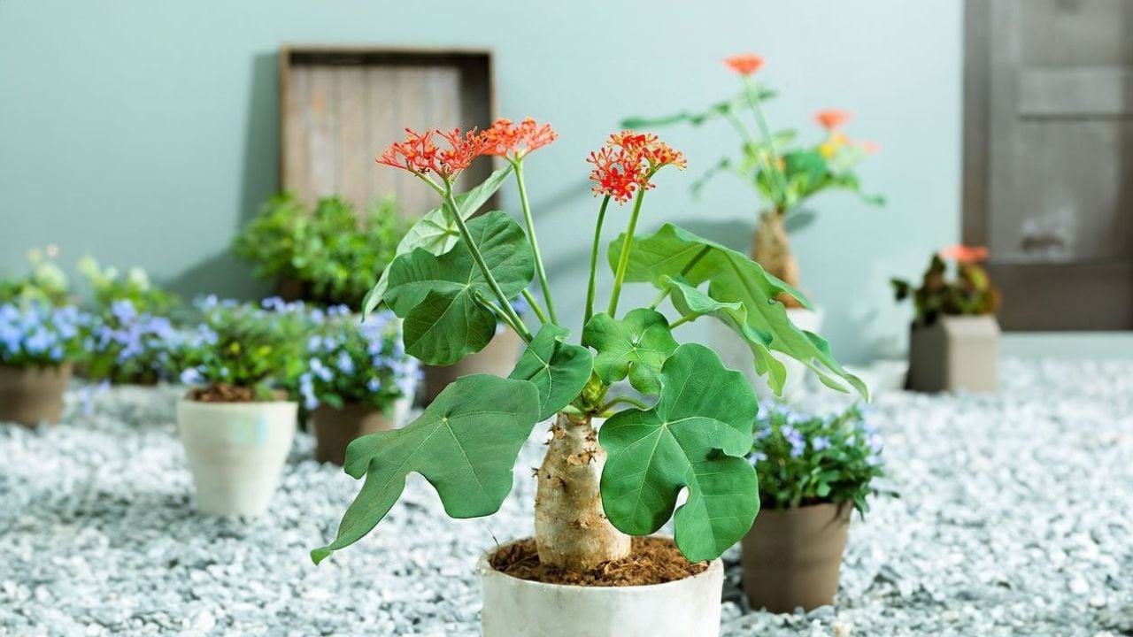 4 loại cây tránh đặt trong nhà vào năm Bính Ngọ- Ảnh 4.