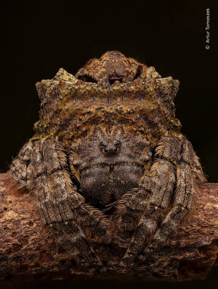 Hình ảnh gấu Bắc Cực ngủ trên bùn khiến thế giới giật mình- Ảnh 3.