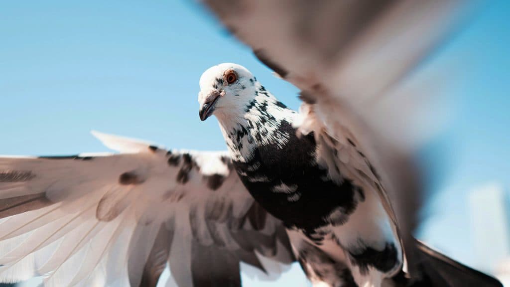 Chuyện thật như đùa: Nga thử nghiệm gắn chip điều khiển vào não chim bồ công để dùng làm công cụ giám sát- Ảnh 2.