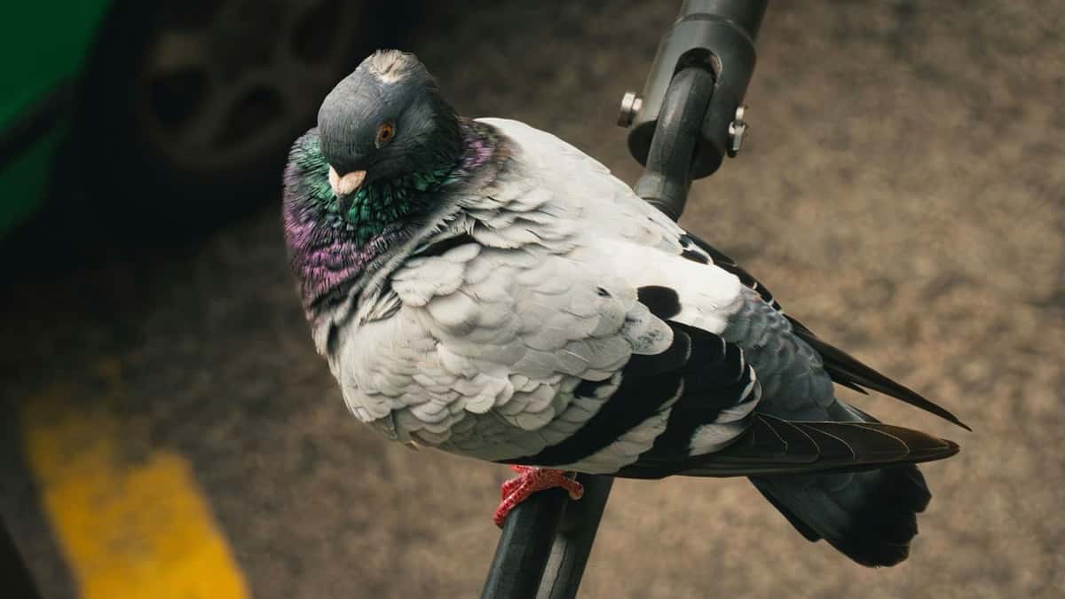 Chuyện thật như đùa: Nga thử nghiệm gắn chip điều khiển vào não chim bồ công để dùng làm công cụ giám sát- Ảnh 3.