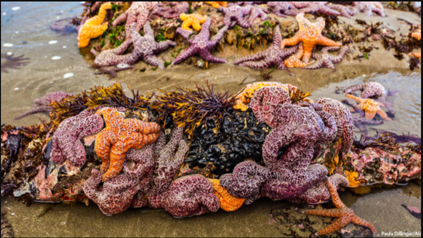 5 tỷ sao biển bỗng dưng chết hàng loạt: Điều gì đang xảy ra dưới đáy biển Bắc Mỹ? - Ảnh 2.