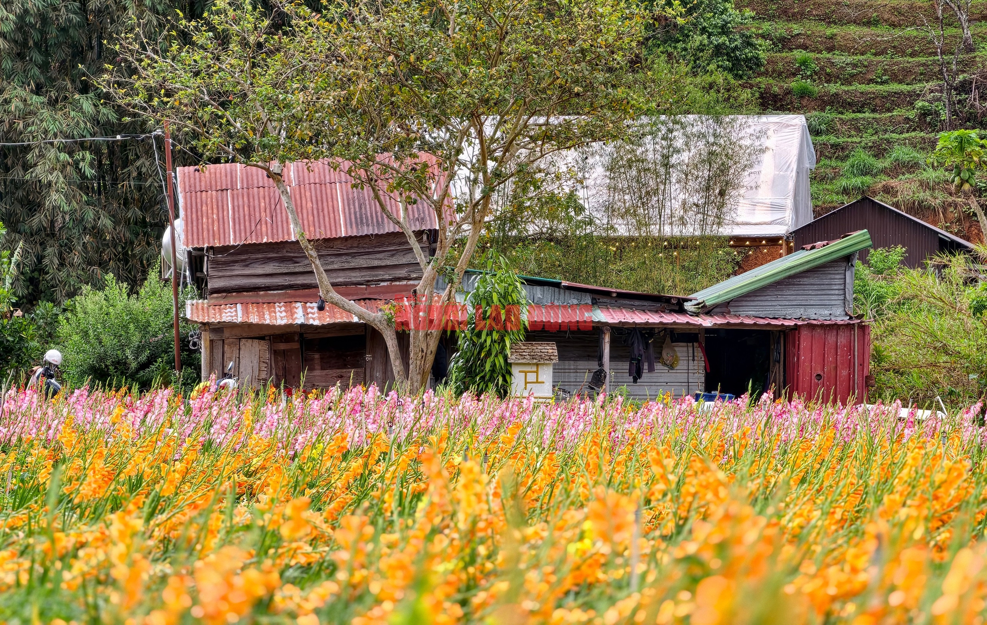Vườn hoa lay-ơn bị "lỡ thì" dịp Tết bất ngờ trở nên rất hot ở Đà Lạt - Ảnh 1.
