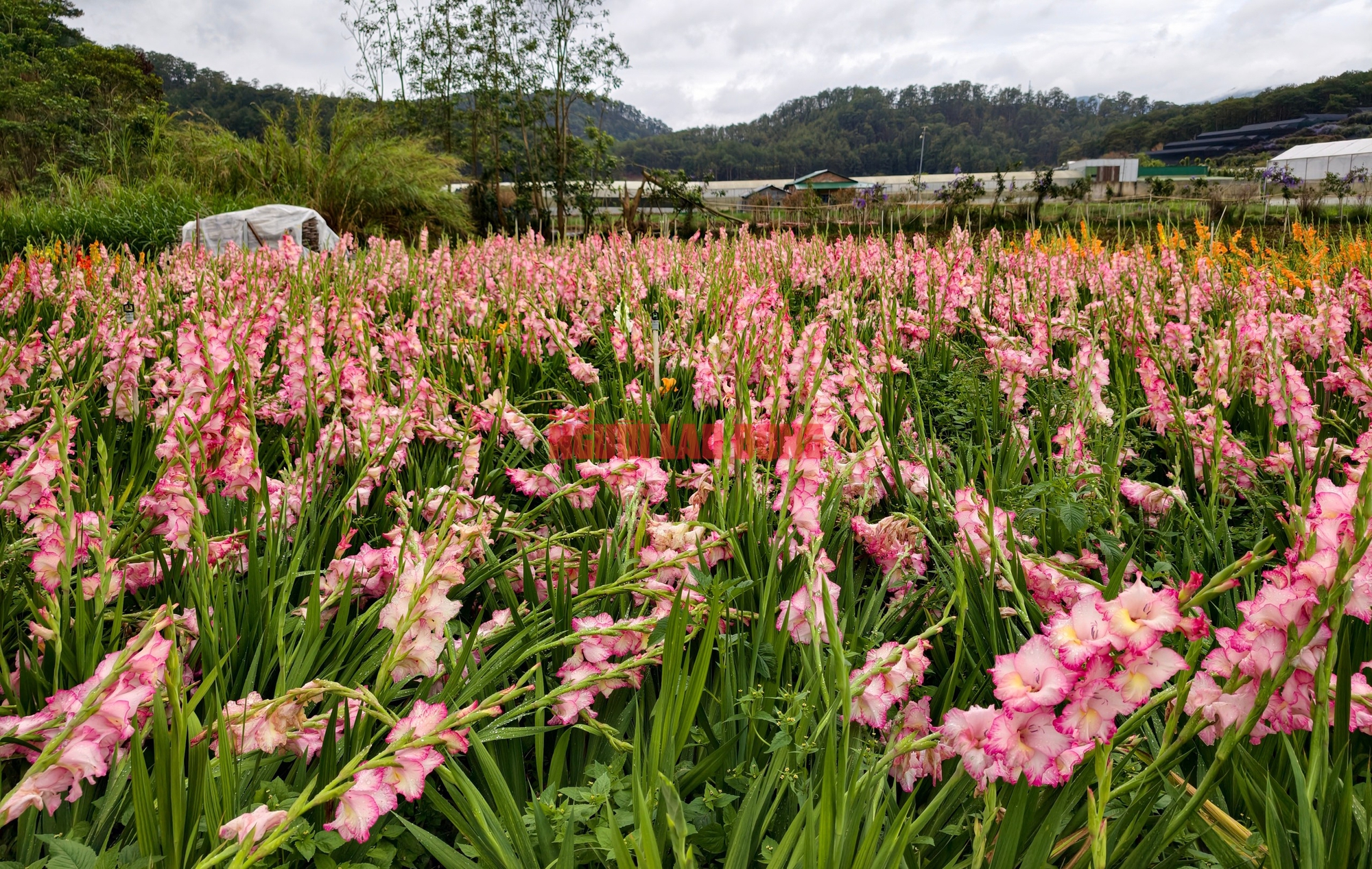 Vườn hoa lay-ơn bị "lỡ thì" dịp Tết bất ngờ trở nên rất hot ở Đà Lạt - Ảnh 2.