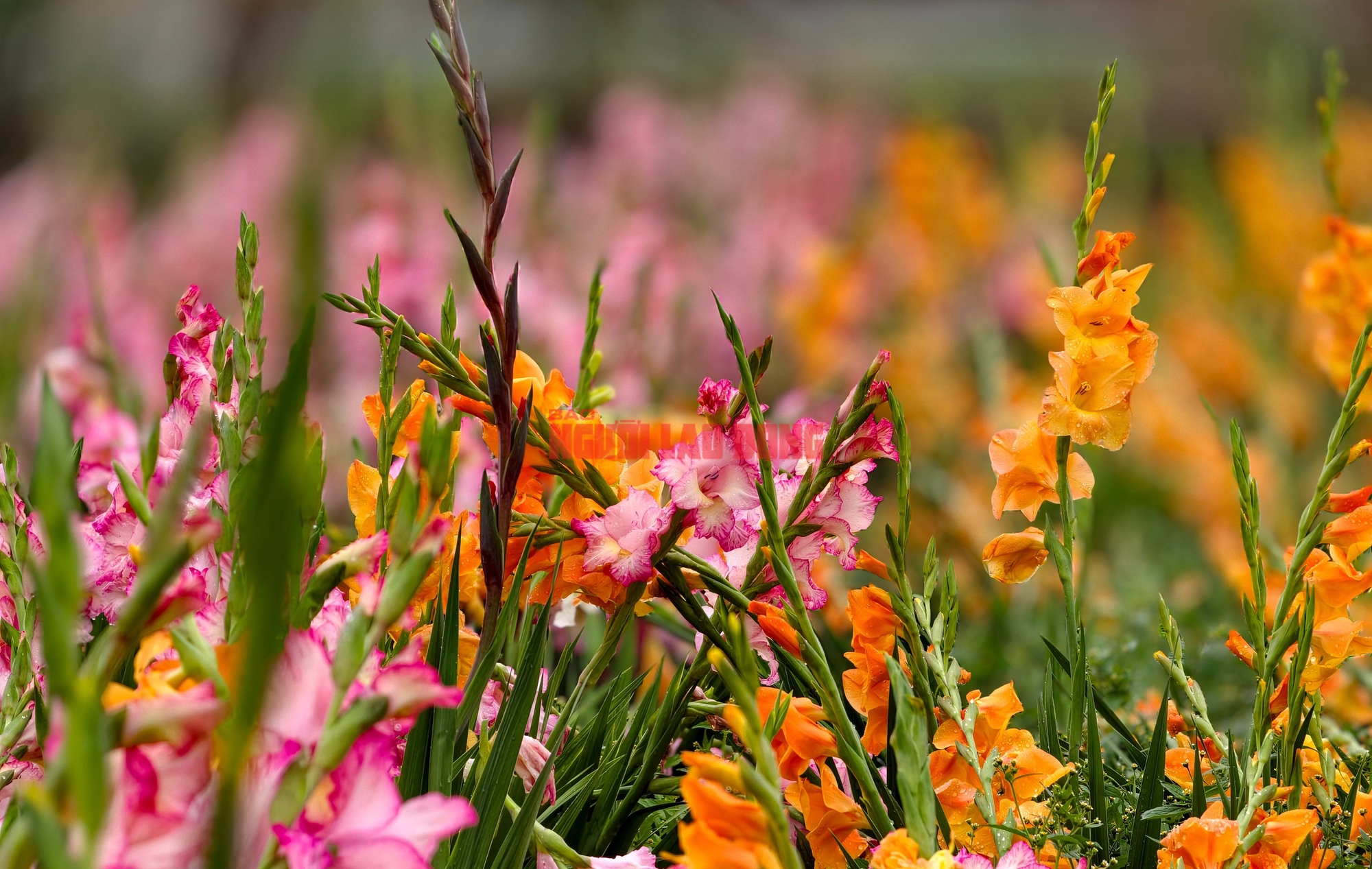 Vườn hoa lay-ơn bị "lỡ thì" dịp Tết bất ngờ trở nên rất hot ở Đà Lạt - Ảnh 3.