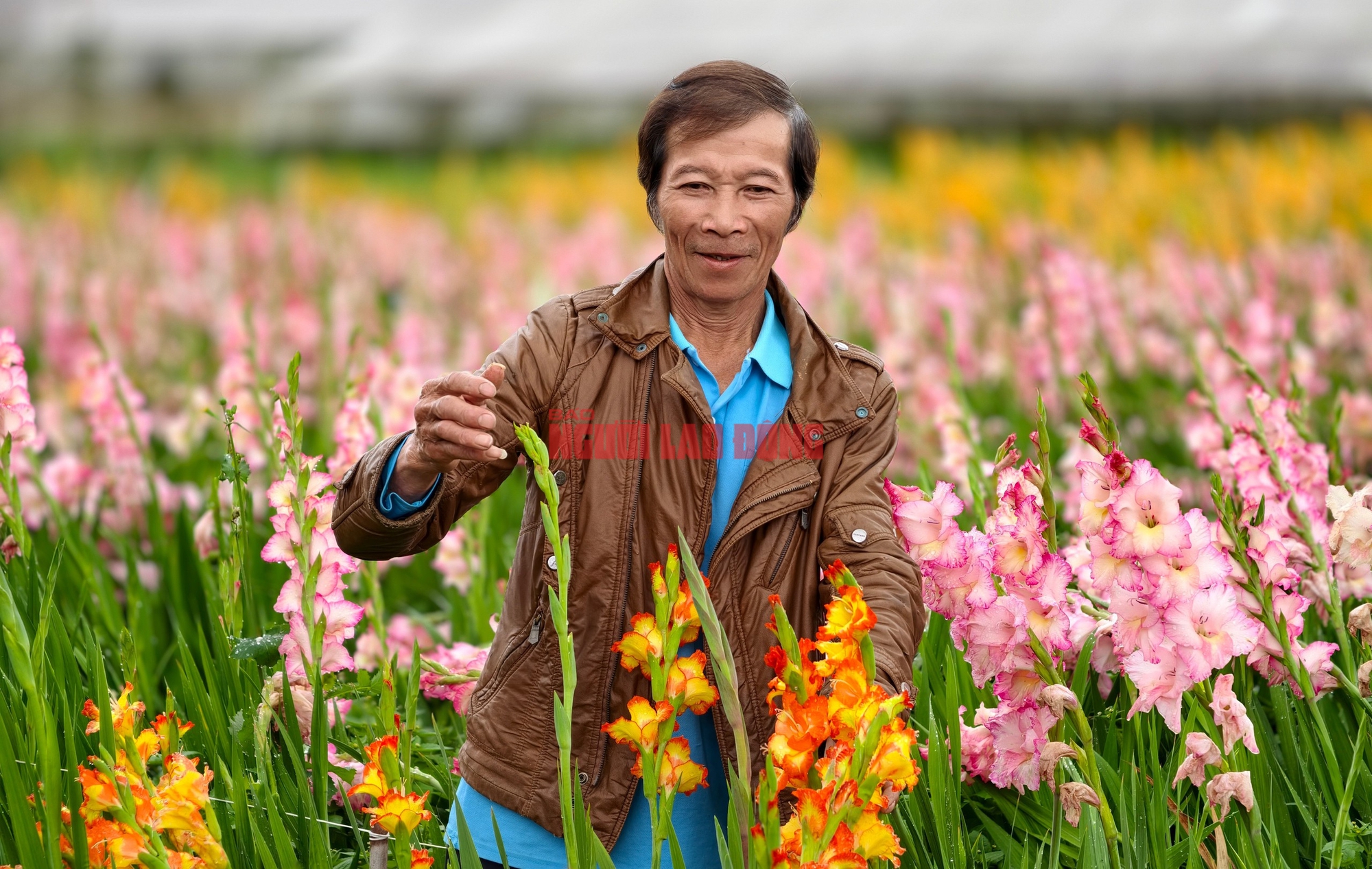 Vườn hoa lay-ơn bị "lỡ thì" dịp Tết bất ngờ trở nên rất hot ở Đà Lạt - Ảnh 4.