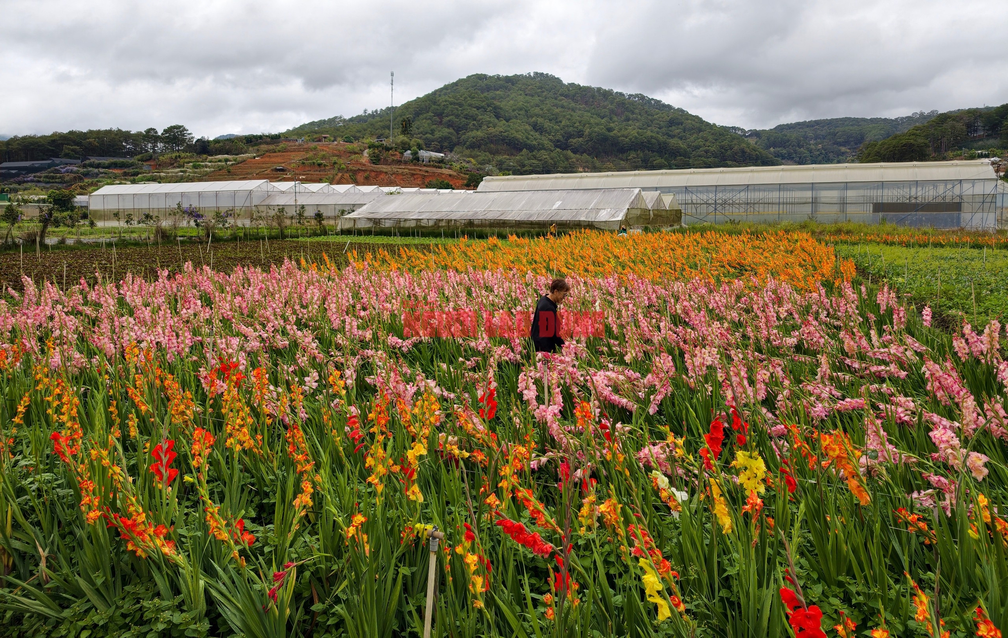 Vườn hoa lay-ơn bị "lỡ thì" dịp Tết bất ngờ trở nên rất hot ở Đà Lạt - Ảnh 5.