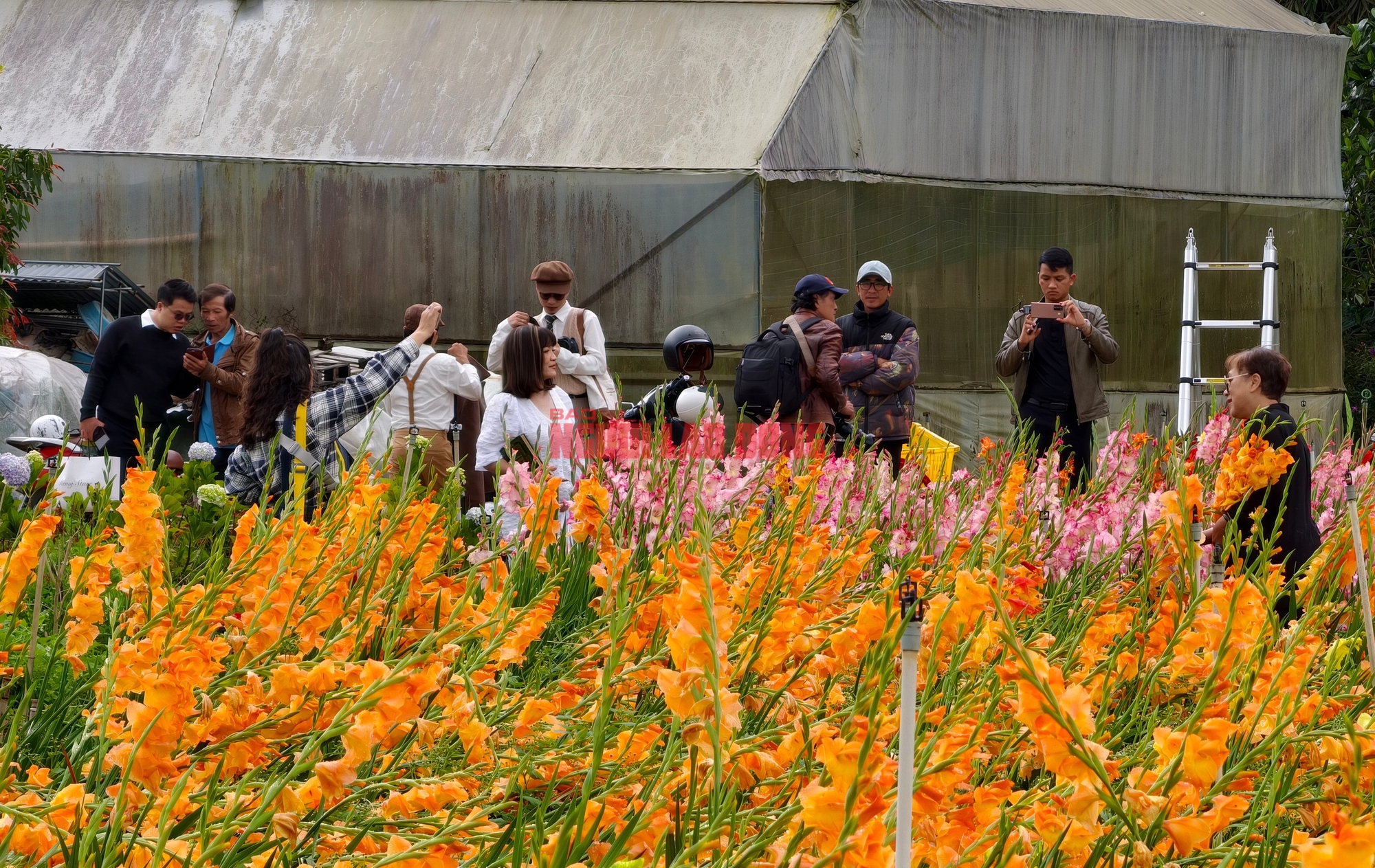 Vườn hoa lay-ơn bị "lỡ thì" dịp Tết bất ngờ trở nên rất hot ở Đà Lạt - Ảnh 6.