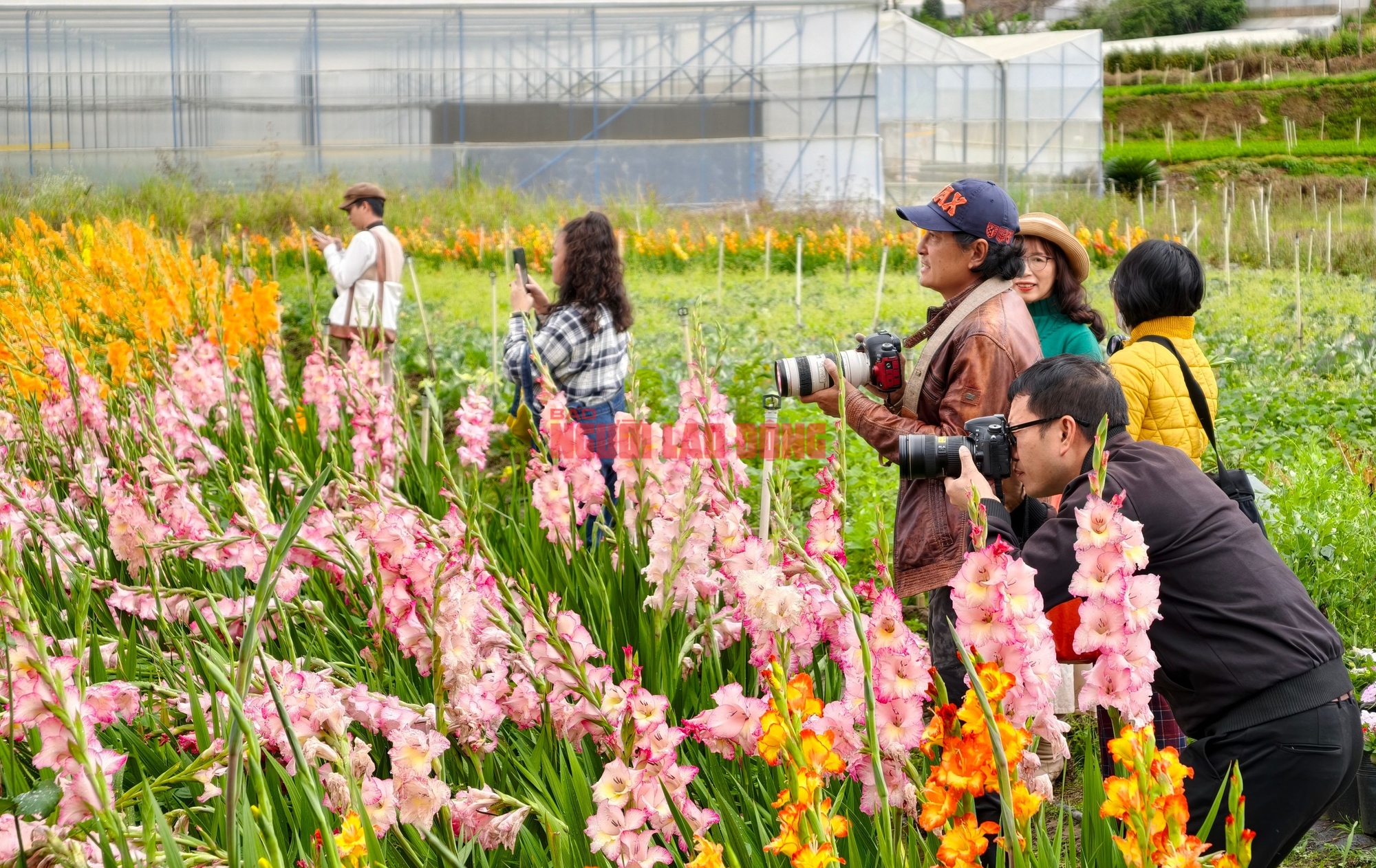 Vườn hoa lay-ơn bị "lỡ thì" dịp Tết bất ngờ trở nên rất hot ở Đà Lạt - Ảnh 8.