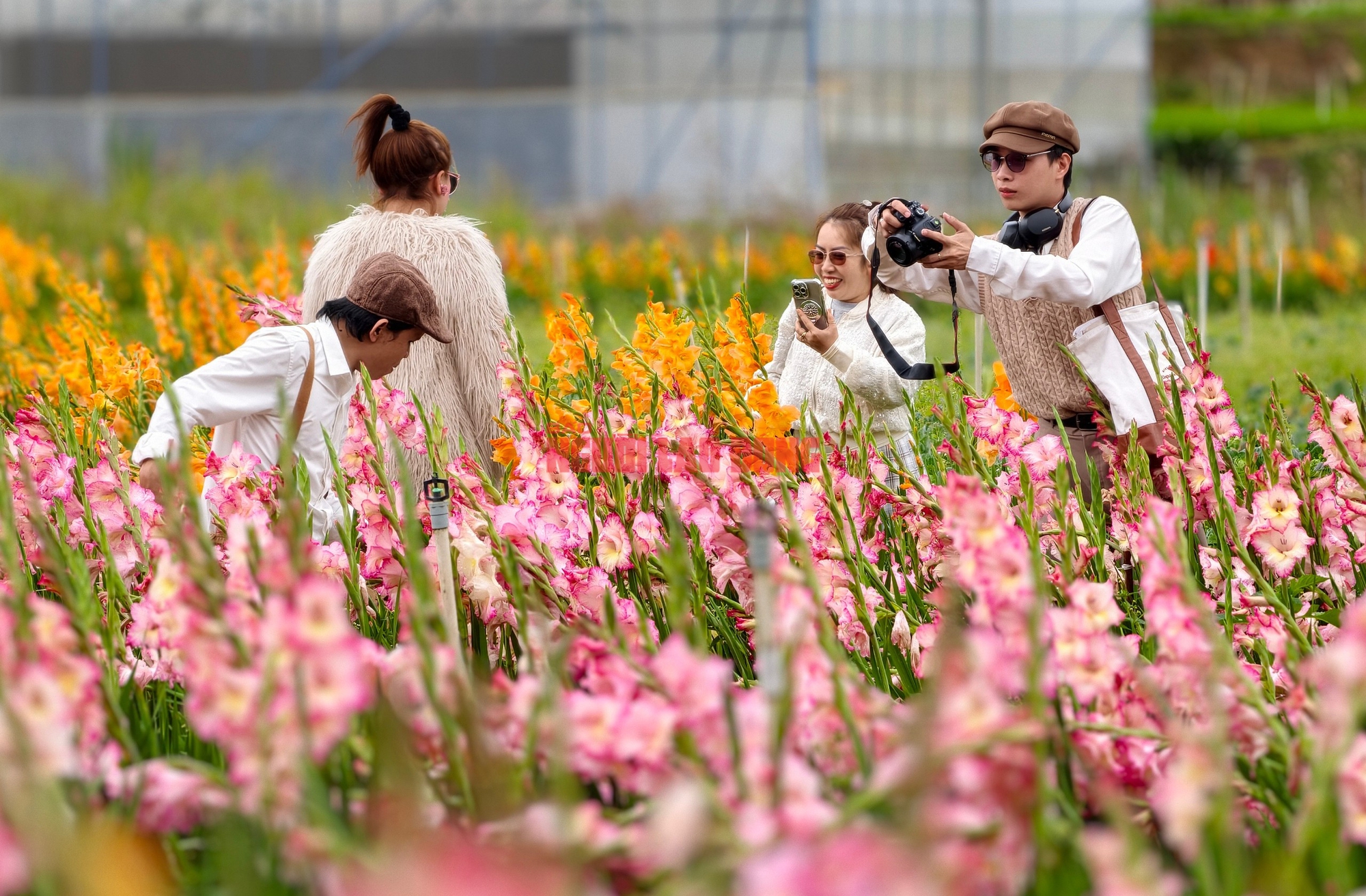 Vườn hoa lay-ơn bị "lỡ thì" dịp Tết bất ngờ trở nên rất hot ở Đà Lạt - Ảnh 10.