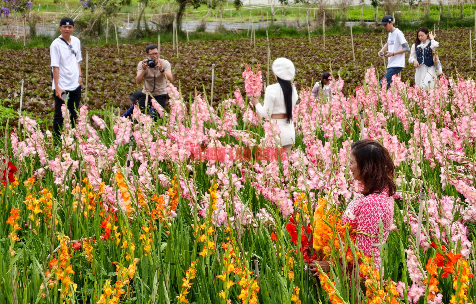 Vườn hoa lay-ơn bị "lỡ thì" dịp Tết bất ngờ trở nên rất hot ở Đà Lạt - Ảnh 11.