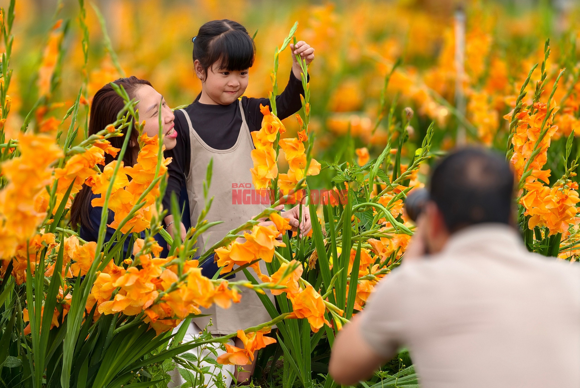 Vườn hoa lay-ơn bị "lỡ thì" dịp Tết bất ngờ trở nên rất hot ở Đà Lạt - Ảnh 14.