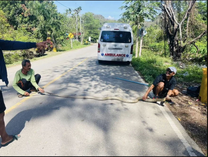 Nghe tiếng động lạ dưới gầm giường, chủ nhà "đứng tim" khi phát hiện 'vị khách không mời' khổng lồ - Ảnh 2.