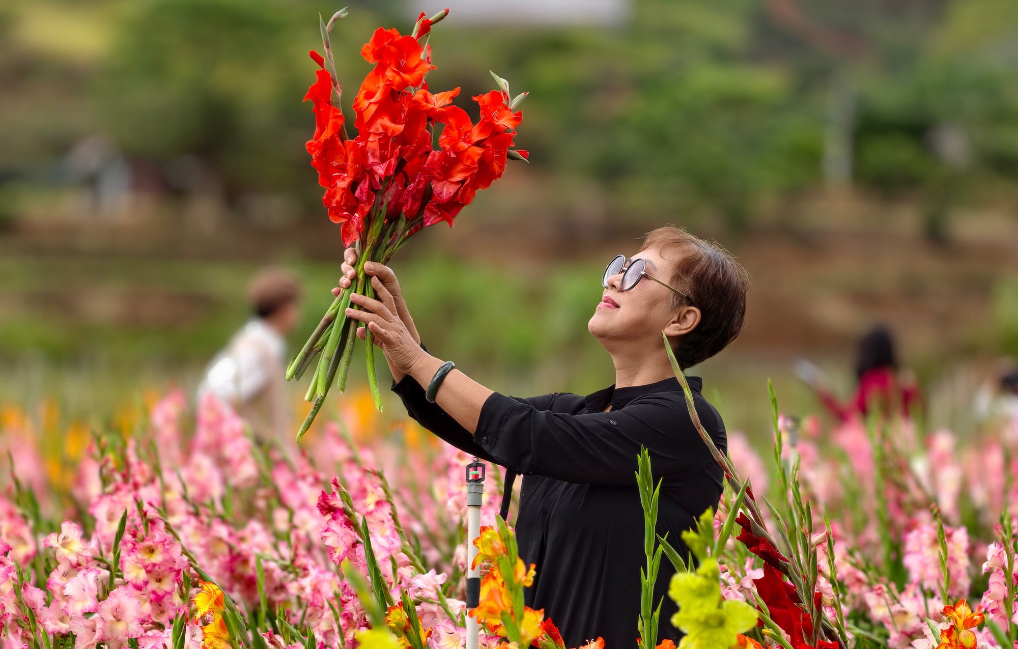 Vườn hoa lay-ơn bị "lỡ thì" dịp Tết bất ngờ trở nên rất hot ở Đà Lạt - Ảnh 9.