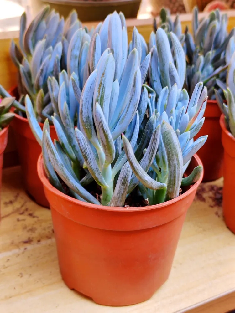 9 loại cây trồng trong nhà được ưa chuộng nhất năm 2026 - Ảnh 9.