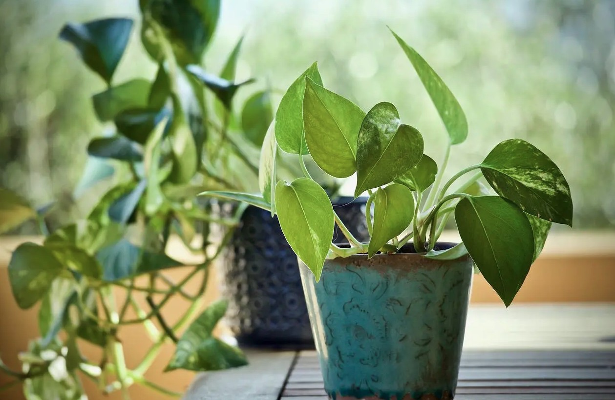 3 loại cây nên trồng trong nhà ngay mùa xuân này - Ảnh 2.