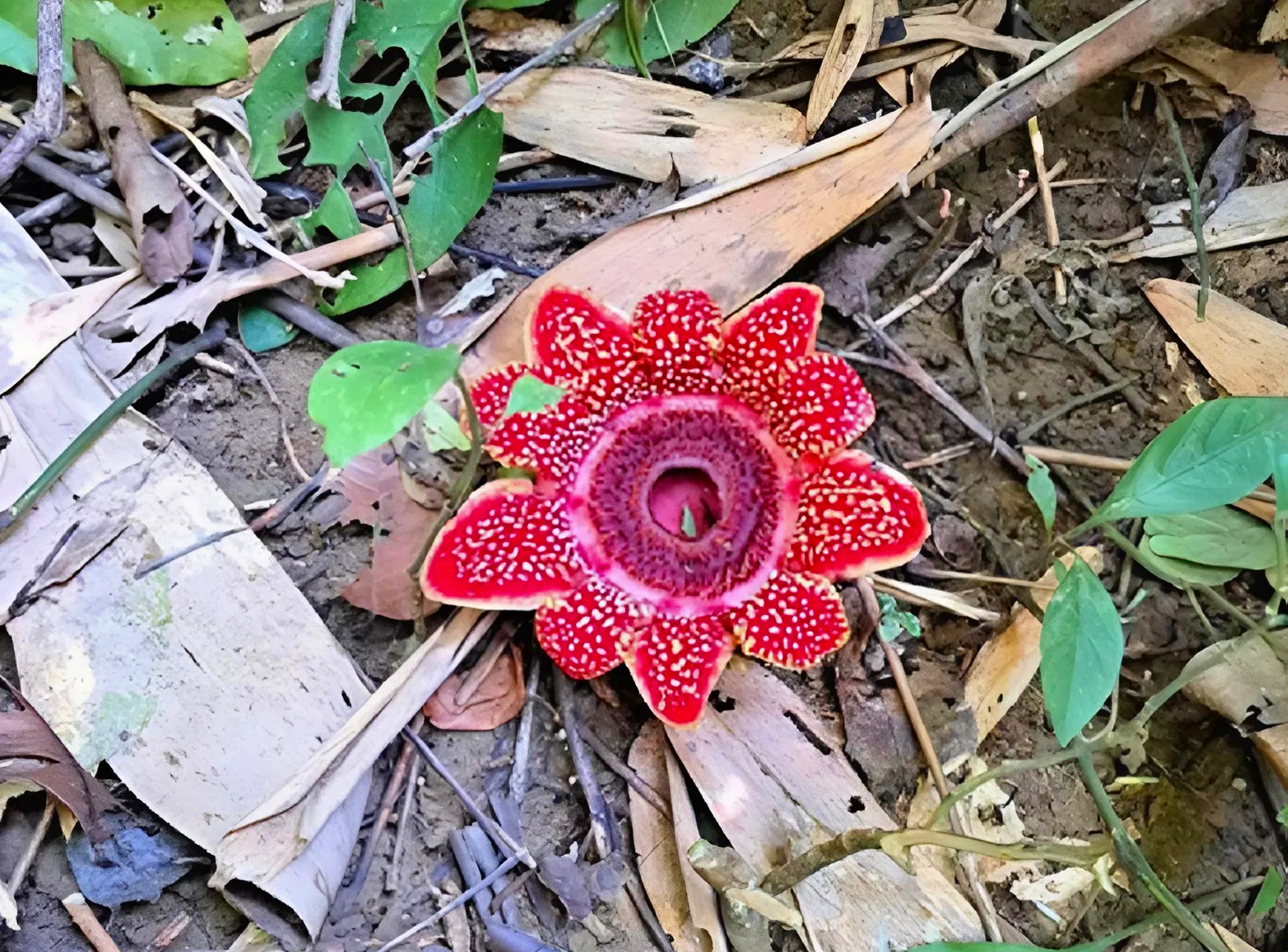 Phát hiện hoa Địa nhãn Himalaya qúy hiếm tại Phong Nha - Kẻ Bàng năm 2026 - Ảnh 1.