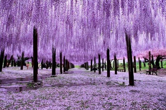 Bất chấp thị trường lên hay xuống, một cổ phiếu âm thầm tăng trần 15 phiên liên tiếp, thị giá nhân 3- Ảnh 1.