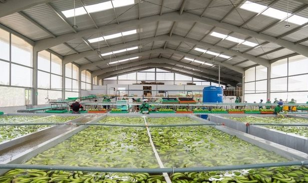 Sau gạo, một loại ‘siêu trái cây’ xuất khẩu gặp khó: Hàng nghìn container phải quay đầu, Nga, châu Âu đang nhập rất nhiều- Ảnh 1.