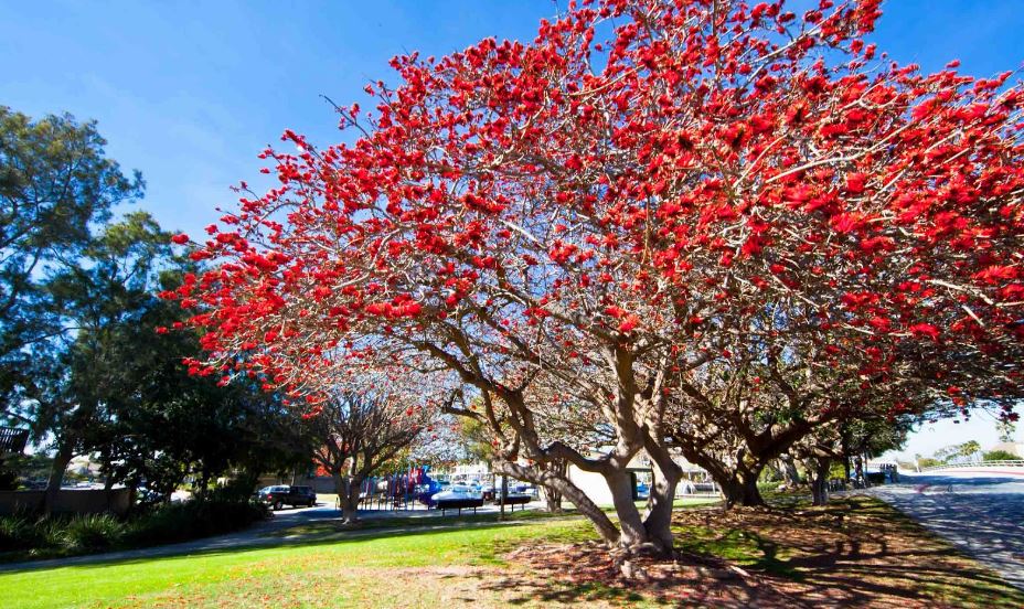 3 loại cây trồng trong sân nhà sẽ cản tài lộc- Ảnh 1.