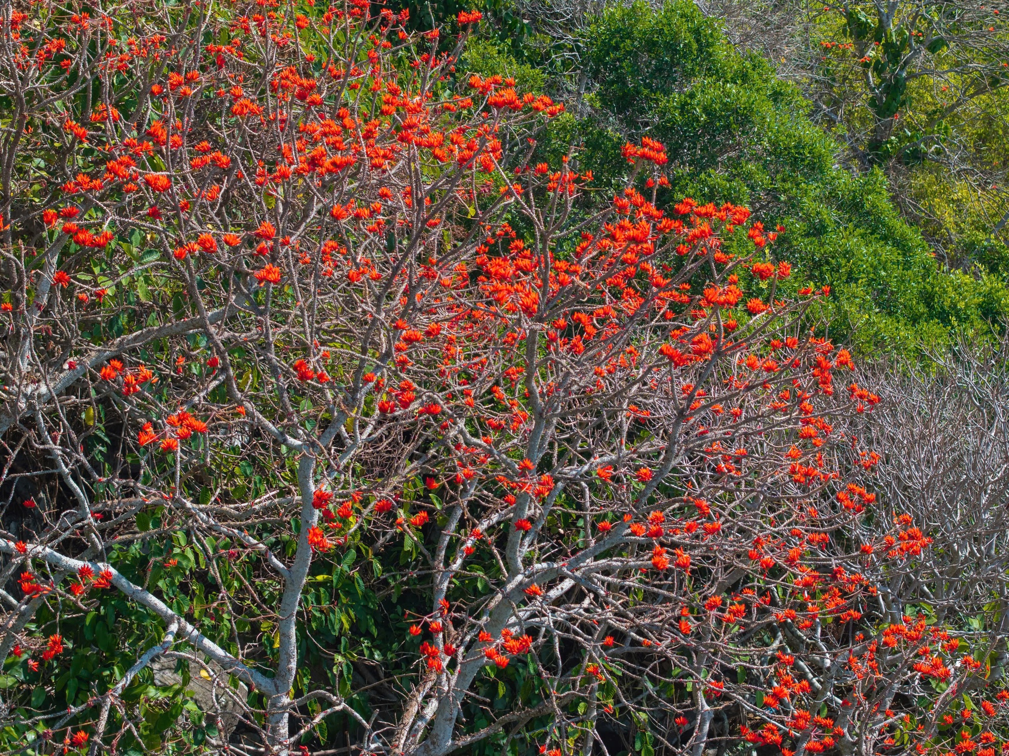 Tháng 3, giới trẻ đổ về núi Bà Đen “săn” ảnh hoa vông nem đỏ rực - Ảnh 13.
