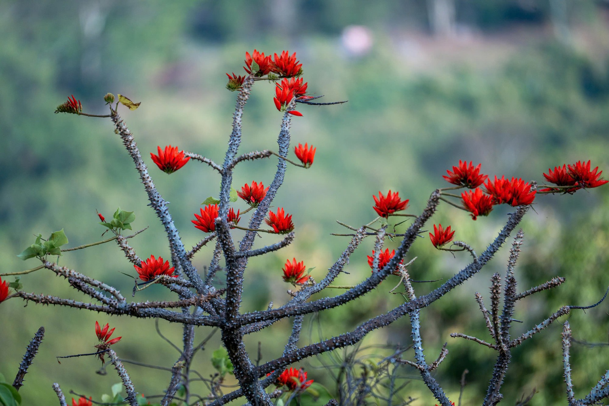 Tháng 3, giới trẻ đổ về núi Bà Đen “săn” ảnh hoa vông nem đỏ rực - Ảnh 15.