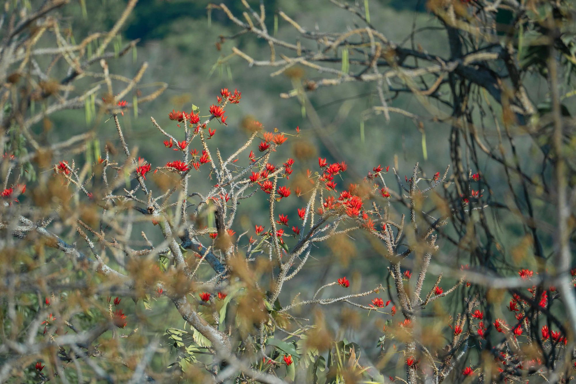 Tháng 3, giới trẻ đổ về núi Bà Đen “săn” ảnh hoa vông nem đỏ rực - Ảnh 17.