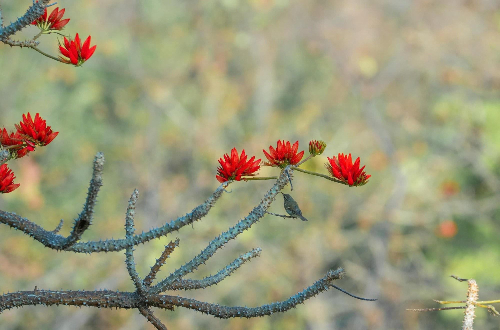 Tháng 3, giới trẻ đổ về núi Bà Đen “săn” ảnh hoa vông nem đỏ rực - Ảnh 18.