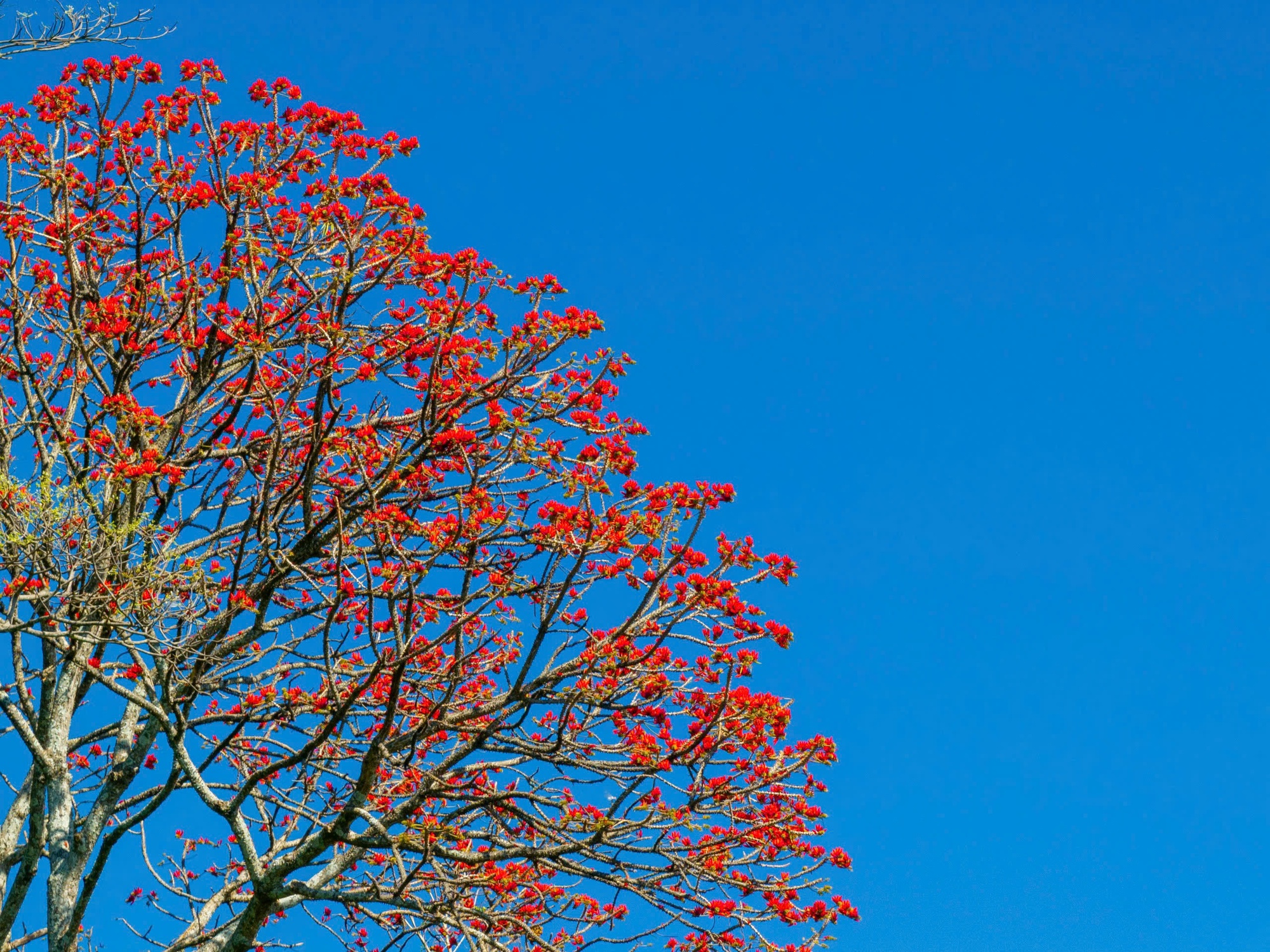 Tháng 3, giới trẻ đổ về núi Bà Đen “săn” ảnh hoa vông nem đỏ rực - Ảnh 6.