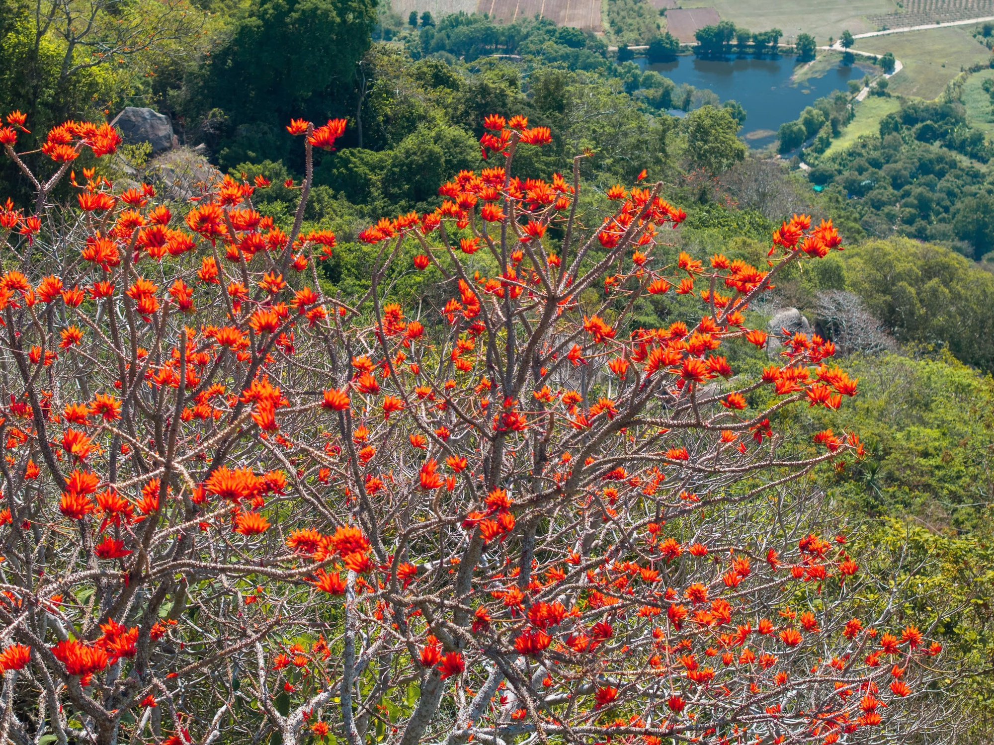 Tháng 3, giới trẻ đổ về núi Bà Đen “săn” ảnh hoa vông nem đỏ rực - Ảnh 7.