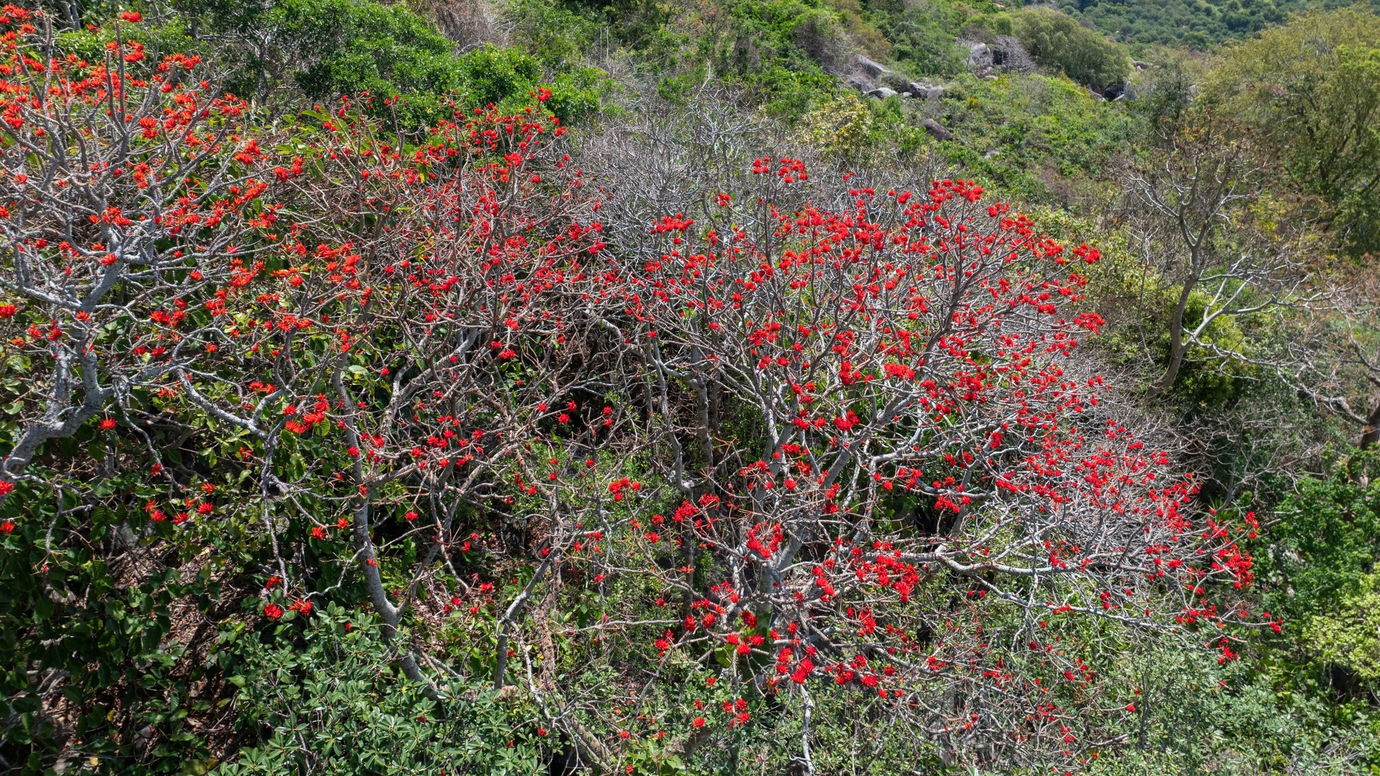 Tháng 3, giới trẻ đổ về núi Bà Đen “săn” ảnh hoa vông nem đỏ rực - Ảnh 3.
